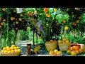 Download Lagu Harvest Red Pomelo To Sell At The Market, Catch Baby Fish Put In Big Pond, Gardening| Lý Tiểu Liên