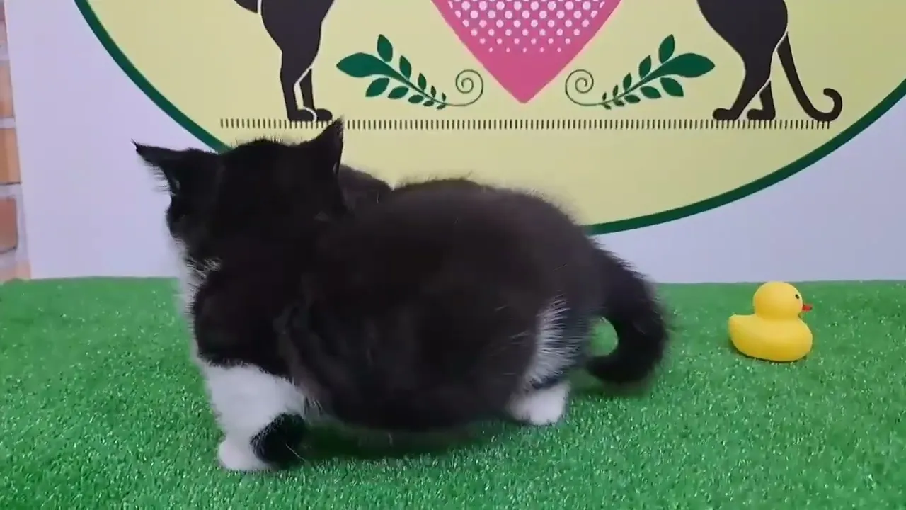 動画