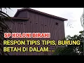 Download Lagu Tes SP Koloni Birahi | Suara walet terbaik 2022