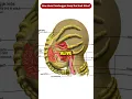 Download Lagu How does the Facehugger Keep the Host Alive during the Impregnation? #Shorts #Viral