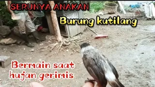 Download BERAPA SENANGNYA PARA BURUNG KUTILANG INI KETIKA KELUAR SANGKARNYA  SAAT HUJAN GERIMIS MP3