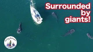 SURROUNDED BY GIANTS! Sailing Bohemia Ep.37