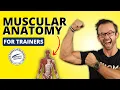 Muscular Anatomy For NASM Trainers Everything You Need To Know NASM-CPT 7th Edition