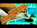 Download Lagu Yuhina Ngerol Panjang ||👍 Yuhina Rasa Gereja Tarung Speed Jos Buat Masteran | Yuhina Kalimantan