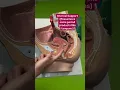Download Lagu Some vaginas need extra support! #pelvicfloorhealth #prolapse
