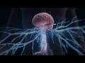Your body s control center - nervous system