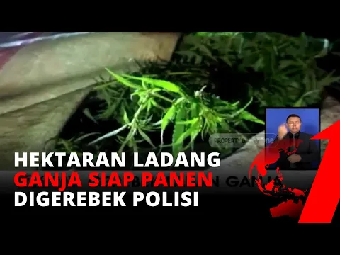 Siap Panen, Dua Hektar Ladang Ganja di Jambi Disita Polisi | tvOne