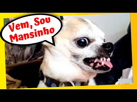 Download MP3 Chihuahua e Pinscher Bravo ⭐Você Acredita Nisso❓❓ Cachorros Engraçados