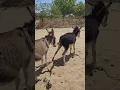 Download Lagu #ytshorts #virals #donkey