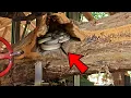 Download Lagu Locked up for 500 years!! Clearest footage discovery of a mysterious creature in a lumber mill