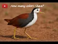 Download Lagu White Breasted Waterhen #indianbirds #trending #viralvideo