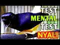Download Lagu SUARA Pancingan Murai Batu ini bikin Mental murai lain TUMBUH || pancing emosi murai bongkar isian
