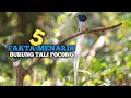 Download Lagu 5 fakta menarik burung tali pocong atau seriwang asia