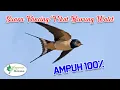 Download Lagu Suara Burung Walet Pancing/Pikat Ampuh 100%