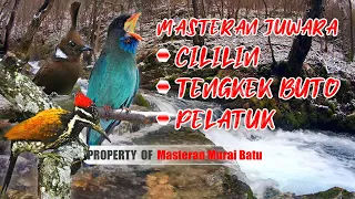 Download Masteran Juwara Cililin Tengkek Buto Pelatuk #masterankasaran #masteranmuraibatu #masterancucakhijau MP3