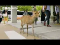 Download Lagu City Where People Live Alongside Deer | Asia | BBC Earth