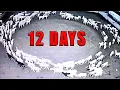 Animals Walking In Circles Caught On Camera