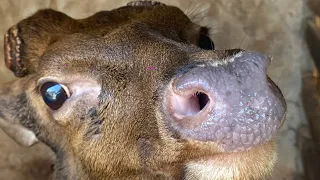 a day on our deer farm cozy country life slow living u0026 simple days hi n h u