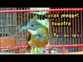 Download Lagu cucak jenggot Sumatra suara variasi...cocok untuk masteran