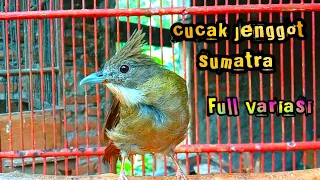 Download cucak jenggot Sumatra suara variasi...cocok untuk masteran MP3