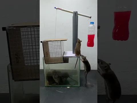 Mousetrap with water pipe and glass tank #mousetraptp #mouse #rattrap #bucketmousetrap