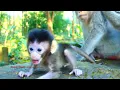 Download Lagu Very cute and adorable baby Aria mum is Angel stay at Savana home they happy and walking ❤💖💝🤣❤🌹💕💕😘