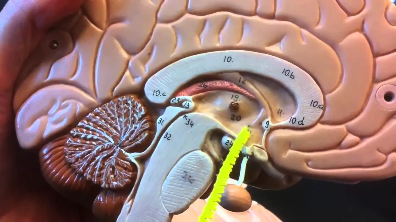 brain anatomy