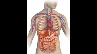 رقية مطولة لكل الأمراض إسمعها بإذن الله تشفى للشيخ ياسر الدوسري 