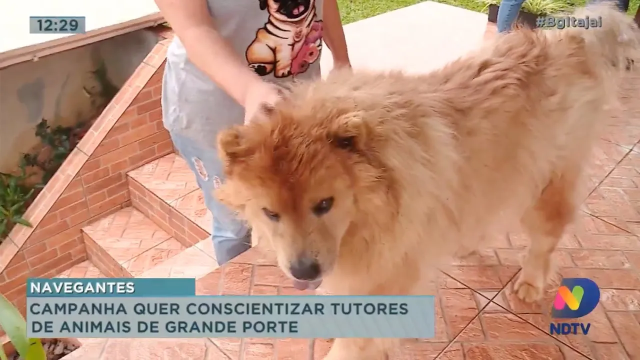 Campanha quer conscientizar tutores de animais de grande porte sobre segurança