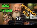 Which Snake Is Best Ball Python or Super Dwarf Reticulated Python