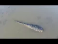 Download Lagu Alhamdulillah walaupun telat tapi masih dapat banyak ikan nila ikan bandeng udang dan ikan gabus
