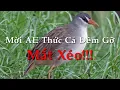 Download Lagu Tiếng Chim Mắt Xéo - SOB || Tiếng Chim Mắt Xéo Miễn Phí || Tiếng Chim Mắt Xéo Gọi Bầy