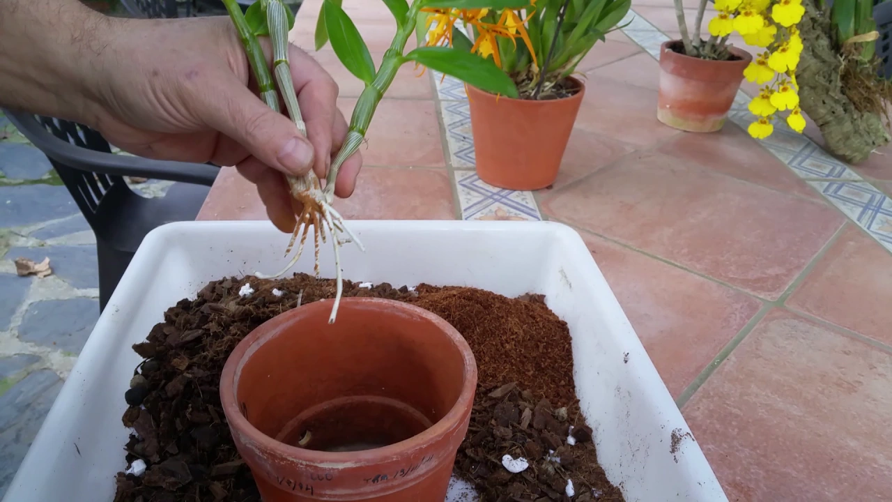 TRASPLANTE DE KEIKIS DE LA PLANTA MADRE (ORQUÍDEAS)