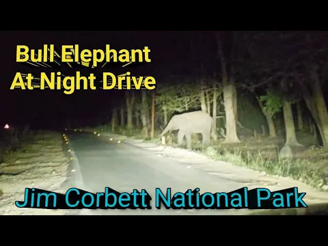 Download MP3 हाथी मिला Night Drive में । Jim Corbett National Park Night Drive । Tiger Sighting Phato Safari Info