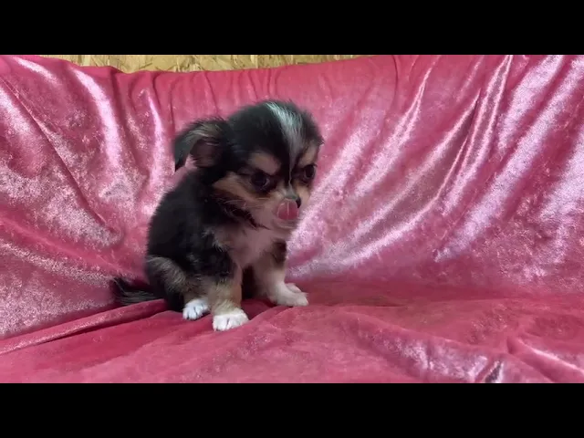 動画
