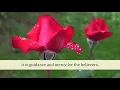 Download Lagu Juz 20 Quran with English audio translation
