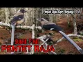 Download Lagu Suara Pikat Pentet Raja. Ekor Panjang.
