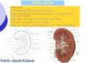 Download Lagu 3 Renal pelvis