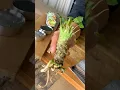 Download Lagu After 2 years, we finally harvested the real wasabi from our garden