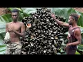 Download Lagu CARI SIPUT SUNGAI DAN MASAK DI PONDOK TENGAH HUTAN // KAWAN MUTAH2 KENA SAKIT MALARIA
