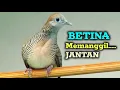 Download Lagu Pancingan perkutut betina lokal memanggil jantan gacor