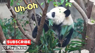 Panda's Treehouse Restaurant Has One Problem | iPanda