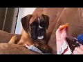 This Is Your Daily Dose Of Dogs Day 17