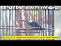 Download Lagu Murai batu konslet nembak efek oxivoice