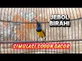 Download Lagu PANCINGAN SOGON SUPAYA EMOSI NAIK DAN JEBOL BIRAHI #sogon #sogongacor #pancingansogon 