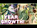 Monstera Thai Constellation GROWS FASTEST with THIS SECRET
