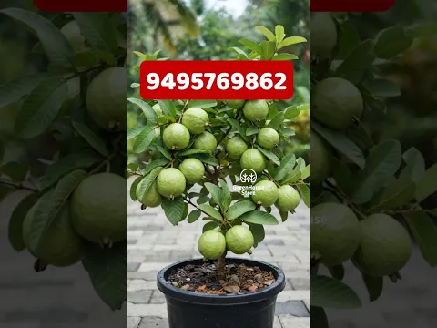 ഇതു വേണ്ടവർ പറയൂ