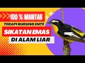Download Lagu SIKATAN EMAS BAKALAN LANGSUNG GACOR PAKAI PANCINGAN SUARA NI