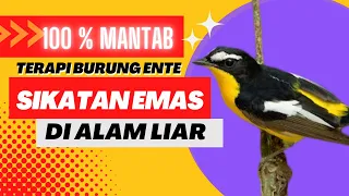 Download SIKATAN EMAS BAKALAN LANGSUNG GACOR PAKAI PANCINGAN SUARA NI MP3