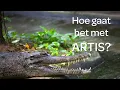 Lagu Sanne bij de onechte gaviaal - Hoe gaat het met ARTIS #14